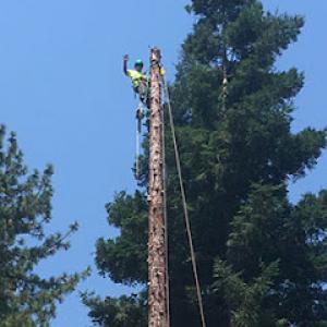 Norcrest Tree Service