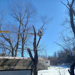 Parsons Tree Services