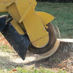 Cardinal Stump Grinding