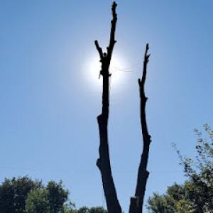 Hedgewood Tree Service