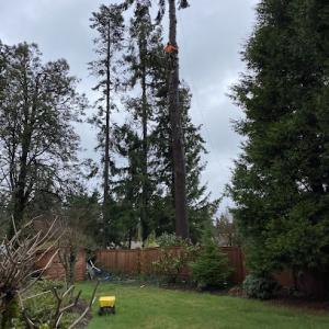 Turning Leaf Tree Service