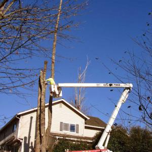 JD Tree Service
