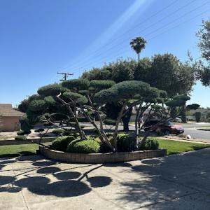 Tree Service Perfection West Covina