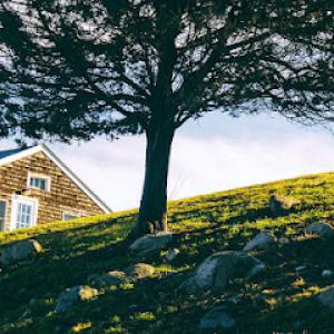 Tree Service Bellingham