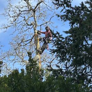 All Terrain Tree Service