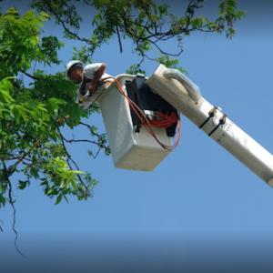 J&J Tree & Landscaping