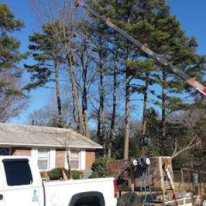 Low Cost Tree Removal & Trim
