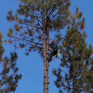Urban Forest Tree Service