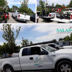Salas Landscaping