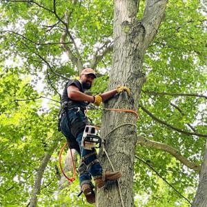 Al's Affordable Tree Service