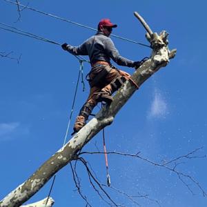 Peters Tree Service