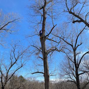 Red Oaks Tree Service