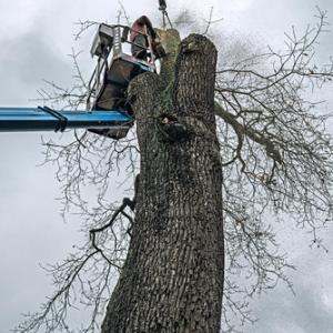 Tree Service Alameda