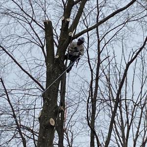 The Branch Manager Pro Tree Service