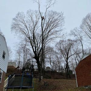 Cut N Run Tree Services