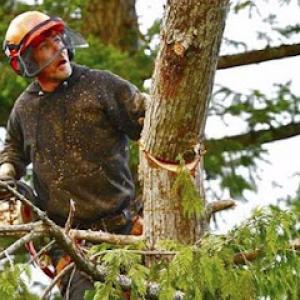 Shifflett Tree Service