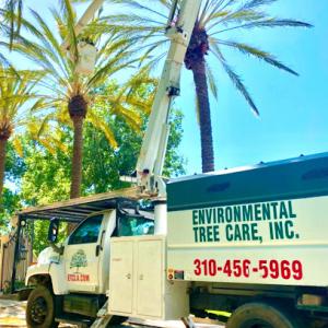 Environmental Tree Care