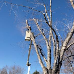 Larned Tree Service