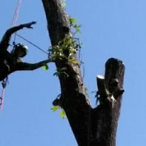 Climbing High Tree Specialists