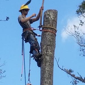 National Tree Service