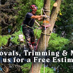 Trail Based Tree Service