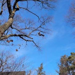 Woodsman Services Tree Services & Firewood