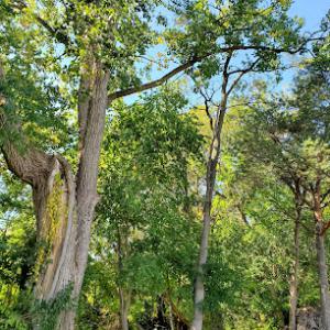 White Creek Stump Grinding