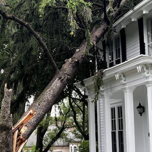 Acer Tree Service plus