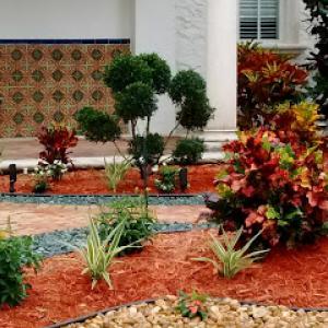 Tropical Tree & Landscape