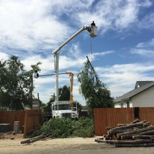 Climbing Sammy's Tree Service