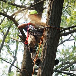 Eagle Tree Service