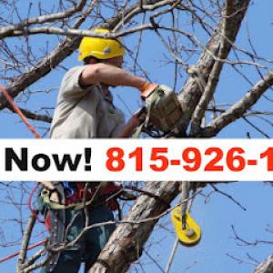 New Lenox Tree Services