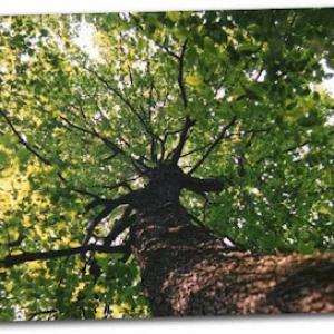 The Tree Guy | Stump Removal, Tree Storm Prevention, Tree Trimming in Tacoma WA