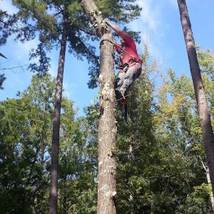 Hardy Tree Care