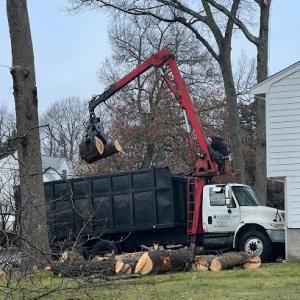 Mass Tree Removal