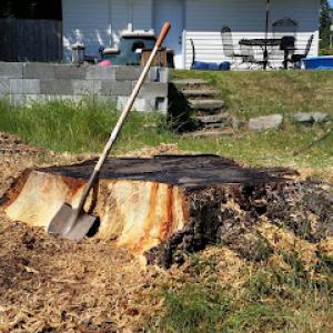 budget stump -n- tree removal