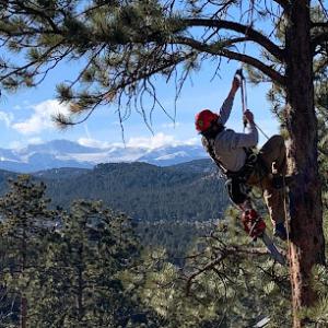 RedHawk Tree Service