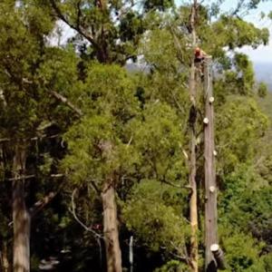 Salt Lake City Tree Removal