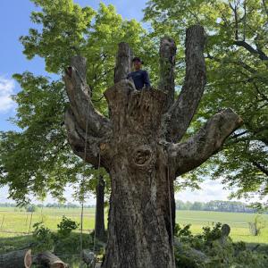 Lopez Tree Services, LTS