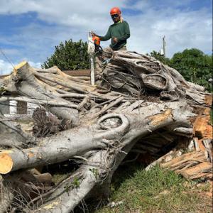 Pepe Brothers Tree Service