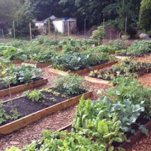 AAA Greencut Lawn Care