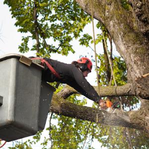 Tree Masters of Palm Beach