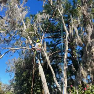 Florida West Tree