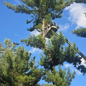 New Leaf Tree Service