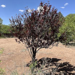 Crafted Tree Care Services