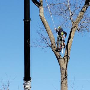 Triple D Arborists