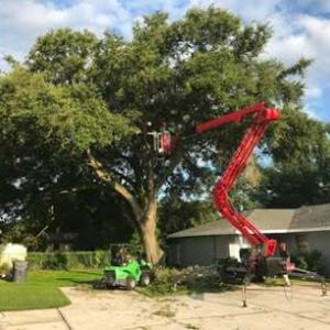 Central Florida Tree Care
