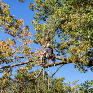 Heritage Tree Services