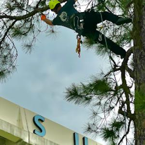 Tree Tech ISA Certified Arborist