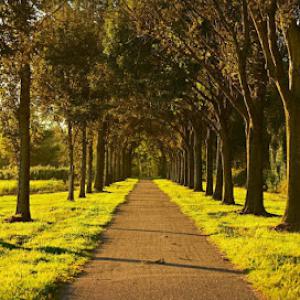 Lafayette Tree Service Contractors